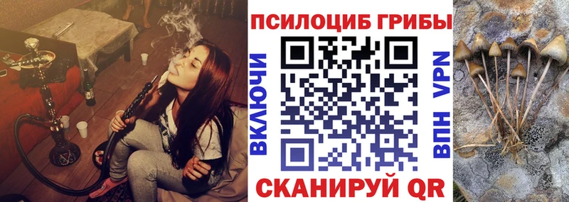 Галлюциногенные грибы Psilocybe  Тейково 