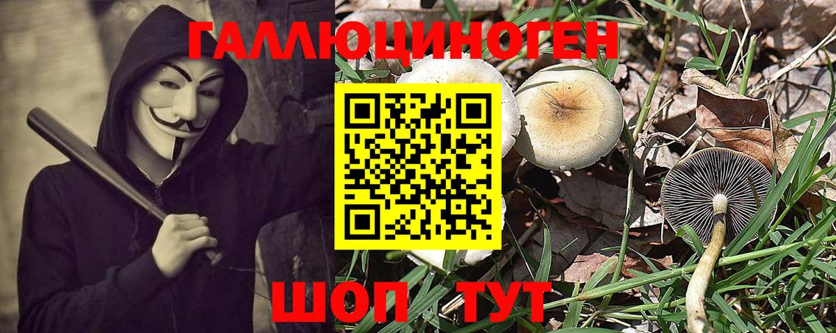 Галлюциногенные грибы Psilocybe Тейково